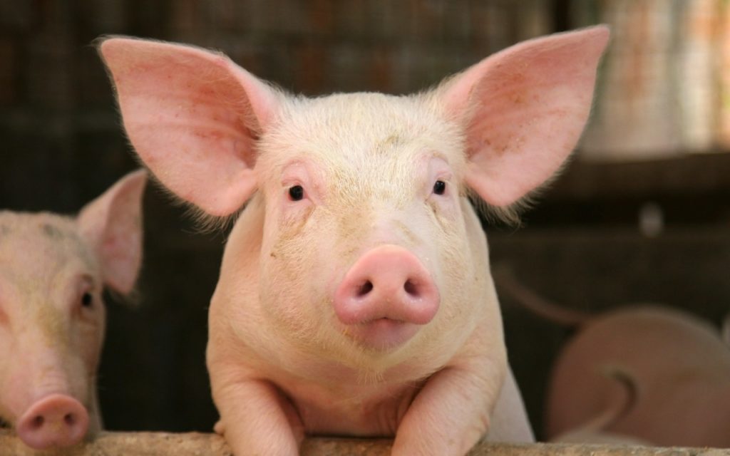 A close-up of a pink piglet with large ears and a snout, leaning over a wooden barrier. Another piglet is partially visible in the background inside a pen.