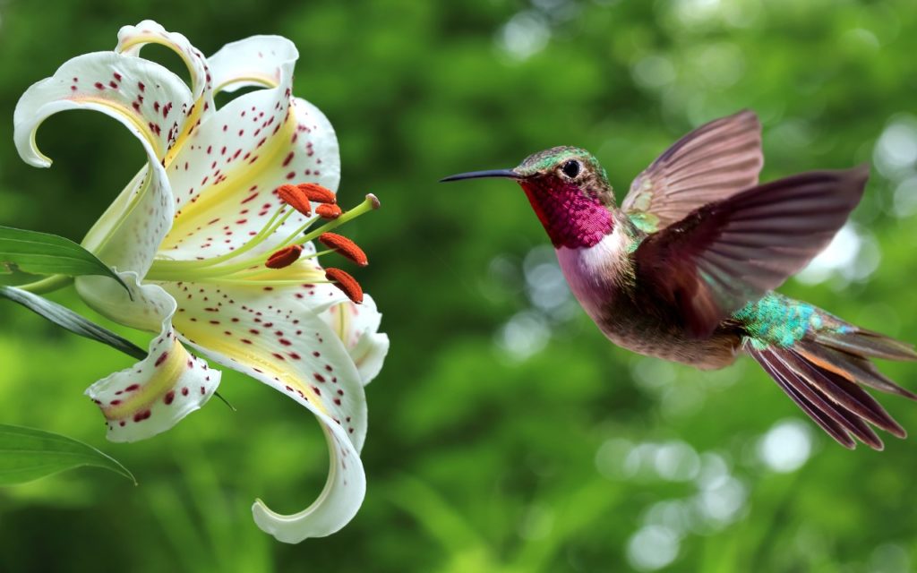 A hummingbird with iridescent green and pink feathers hovers near a large white lily with red spots and orange stamens, set against a blurred green background.