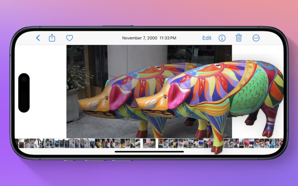 A smartphone screen displays a photo of two brightly painted pig statues with colorful patterns, standing outdoors on a sidewalk. The phone is set against a pink-to-purple gradient background.